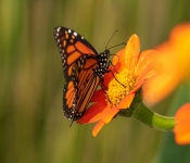 2020 09 13 LongFellowGardens 033